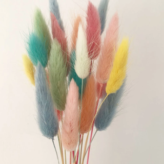 A colorful bunch of bunny-tail shaped pampas grass