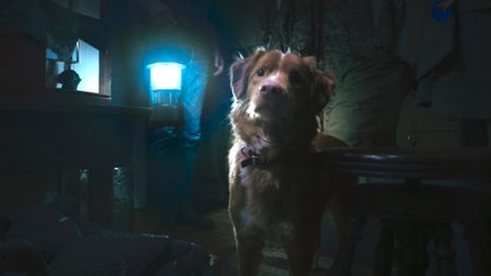 dog in Good Boy 2025 movie image