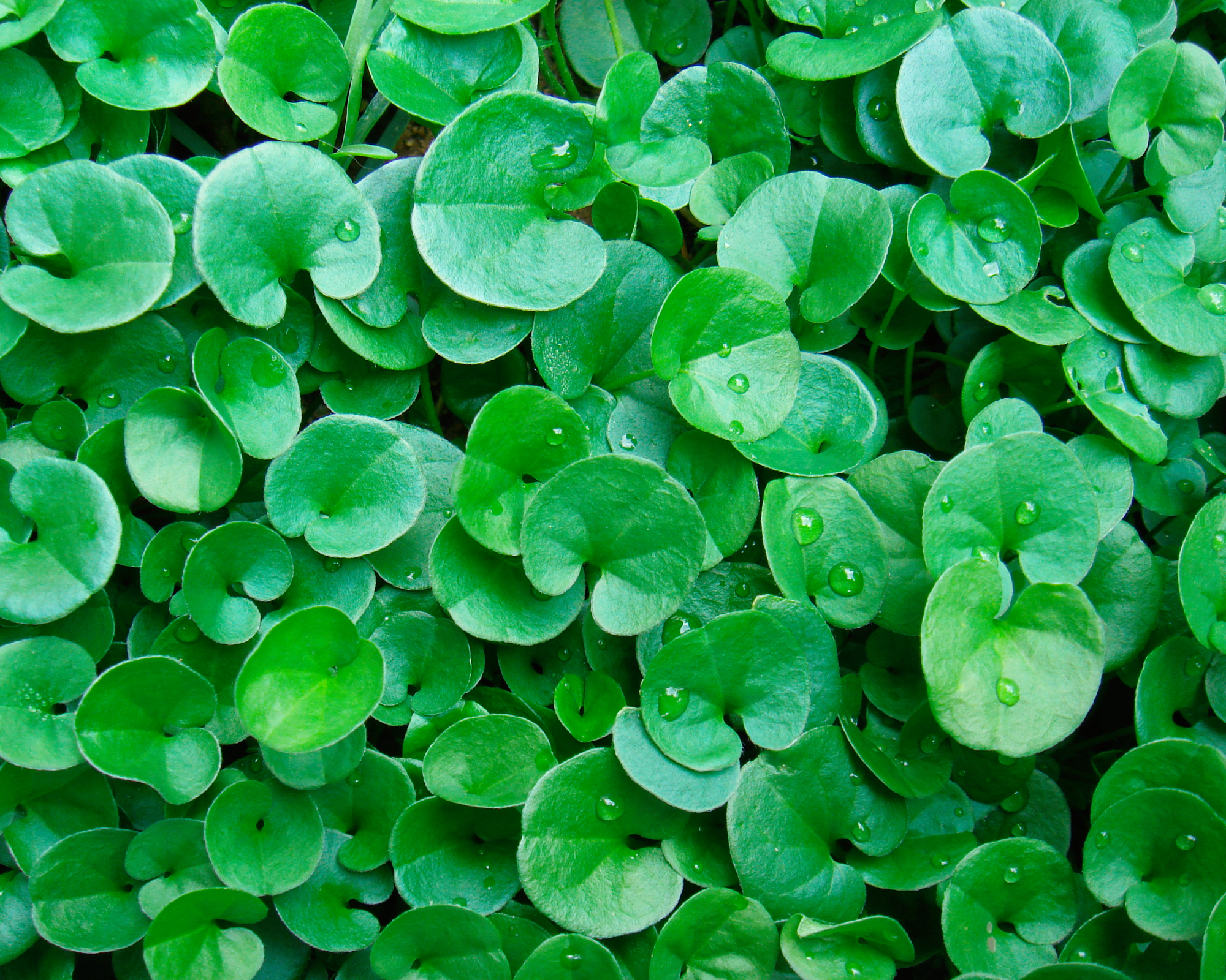 kidney weed (Dichondra repens) used as groundcover in the garden
