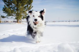 Winter activities for dogs