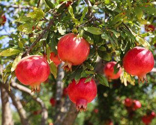 Red pomegranate fruits growing on tree