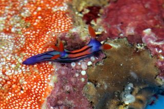 purple and orange sea slug