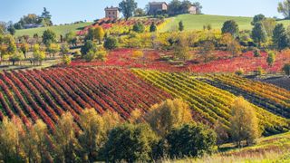 Lambrusco vineyards