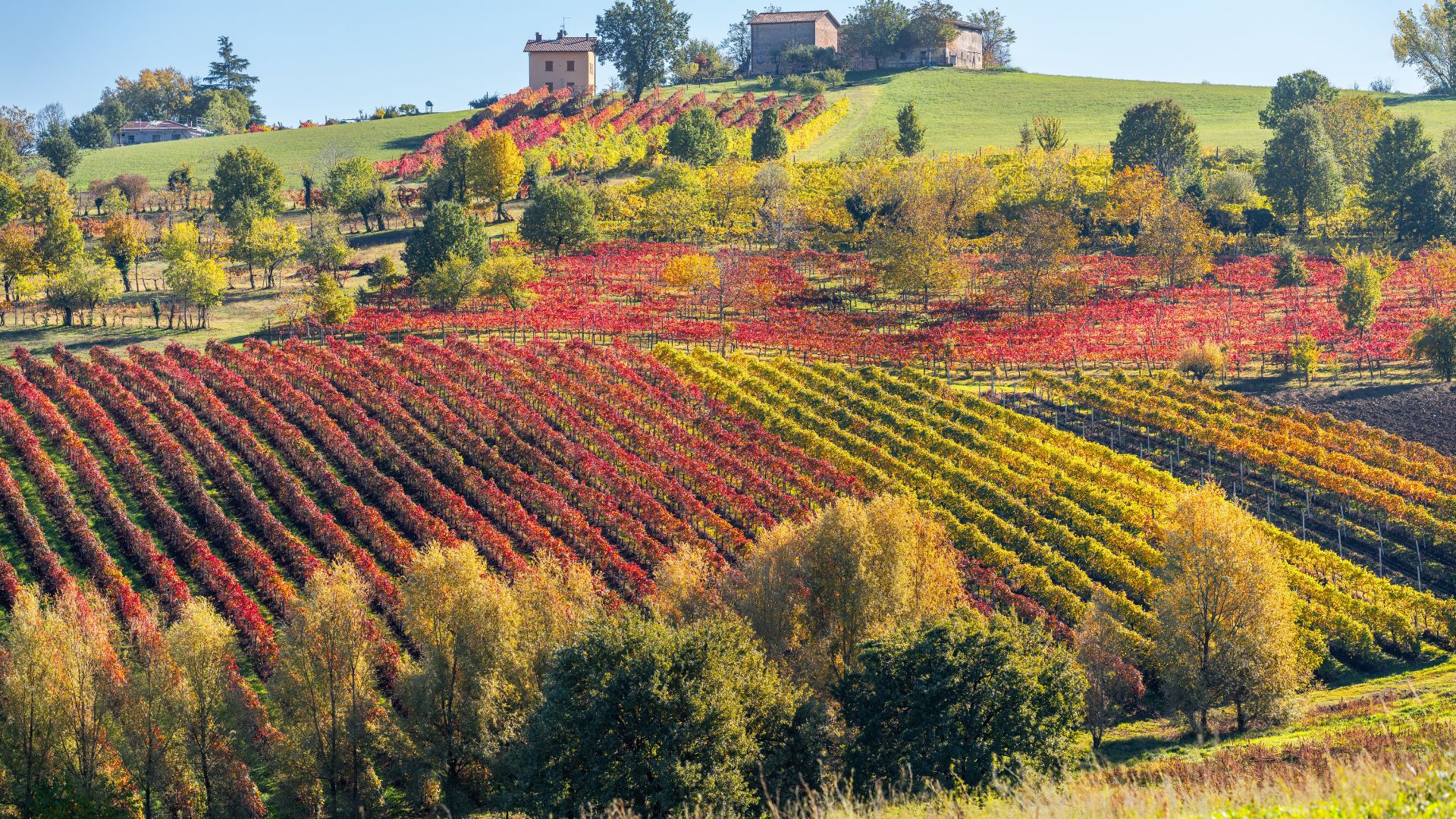 Vinice Lambrusco