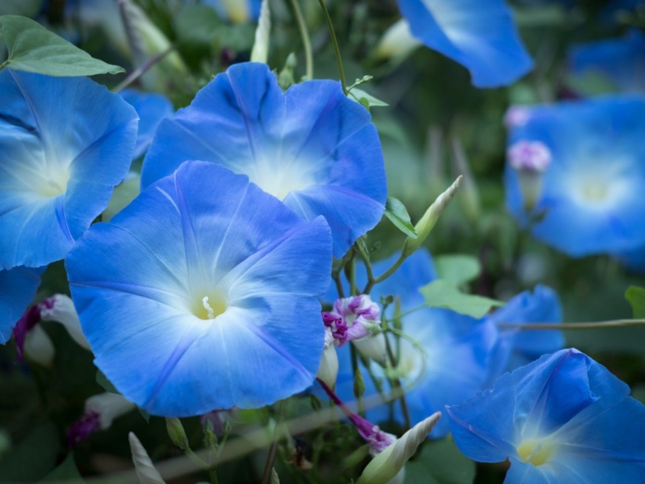 Blue Morning Glory Flowers