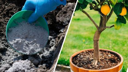 composite of wooden ash used as fertiliser and a potted lemon tree