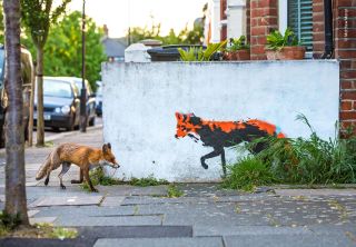 Matthew Maran’s timely shot of a fox walking towards graffiti art in London