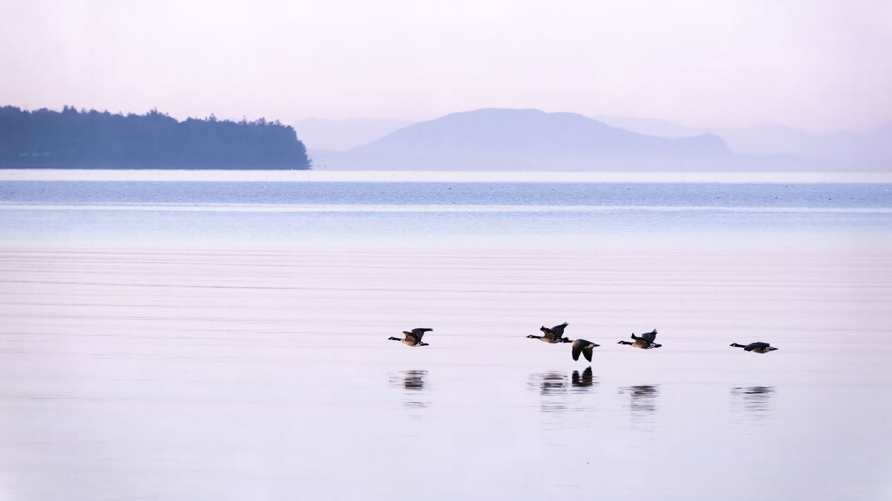 Canadian geese flying over a lake at first light