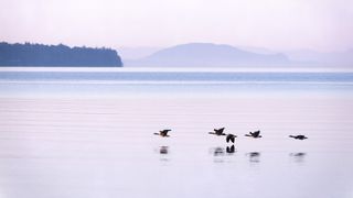 Canadian geese flying over a lake at first light