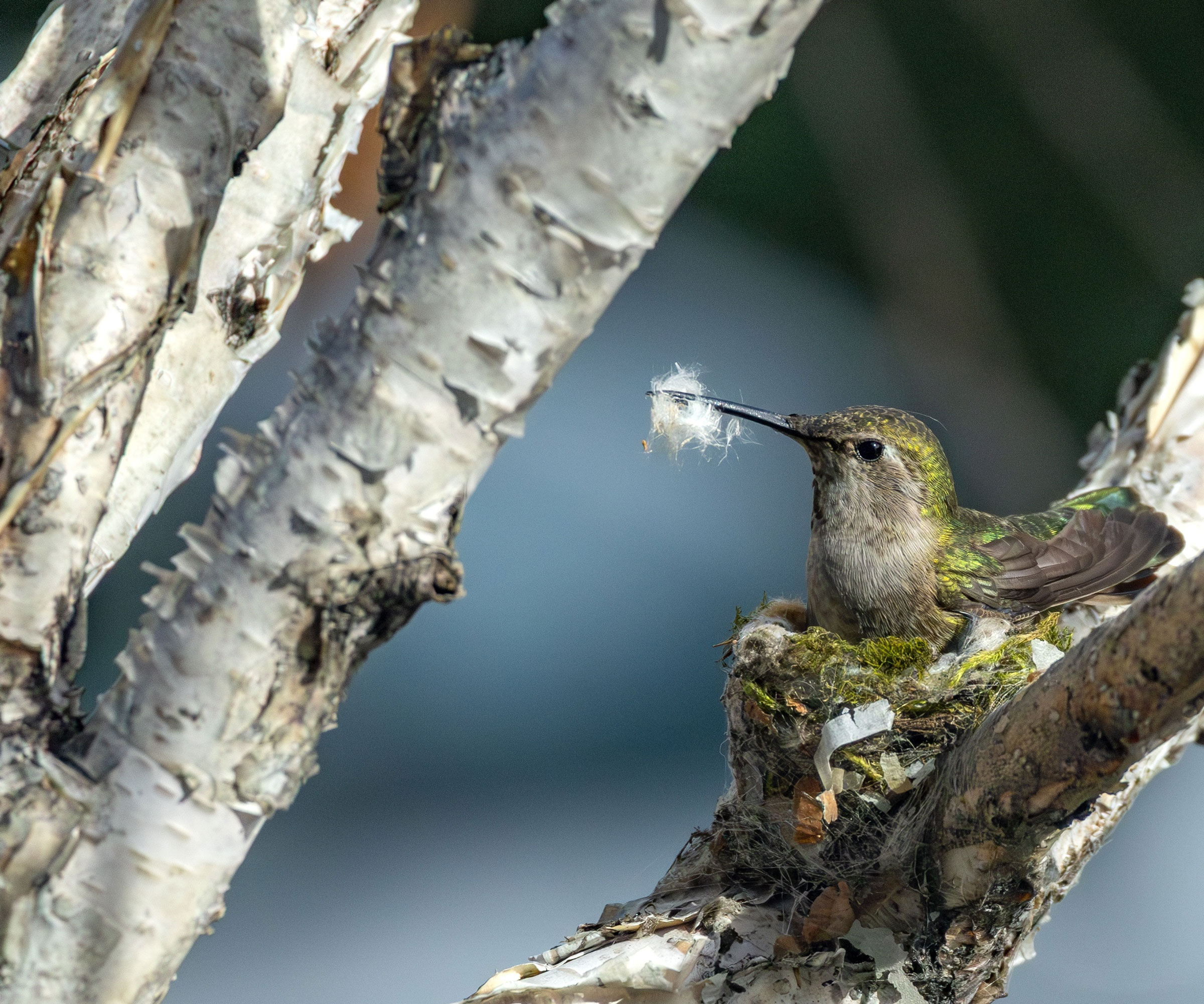 birch tree with hummingbird sitting in nest with fluff in beak
