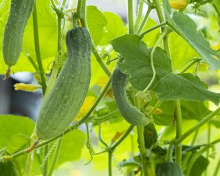 Deformed cucumbers growing on the vine