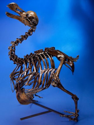 A cast of one of the few existing skeletons of this now-extinct bird.