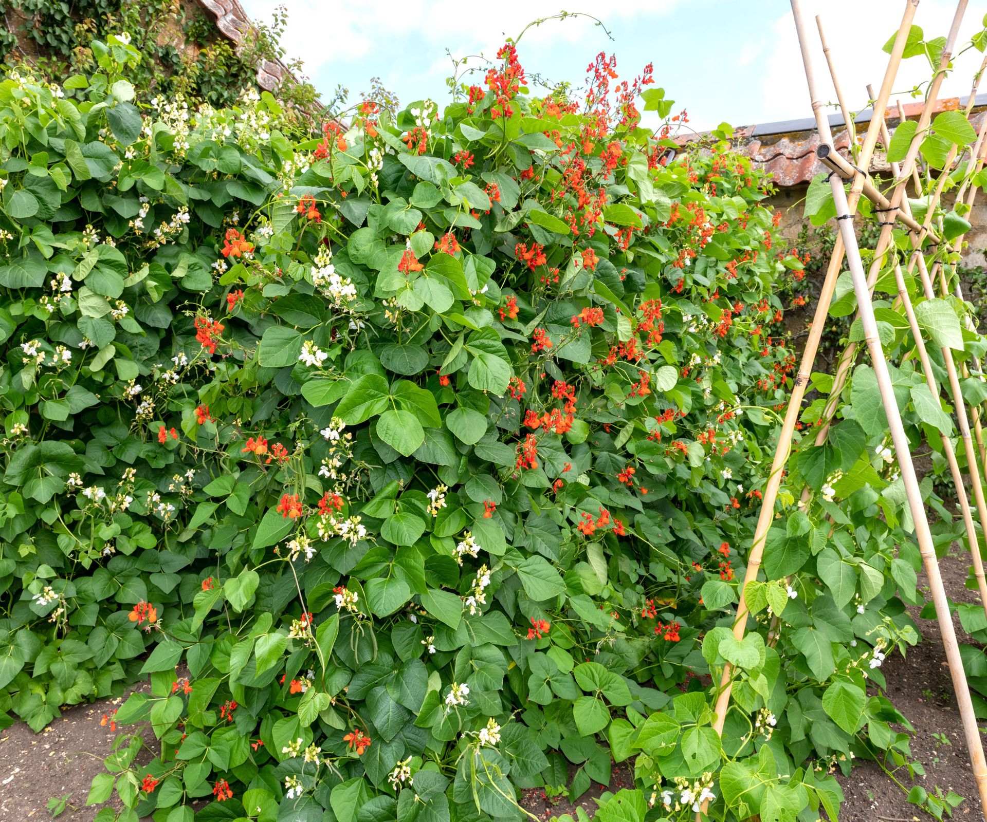 runner beans growing alongside teepee frame in cottage garden