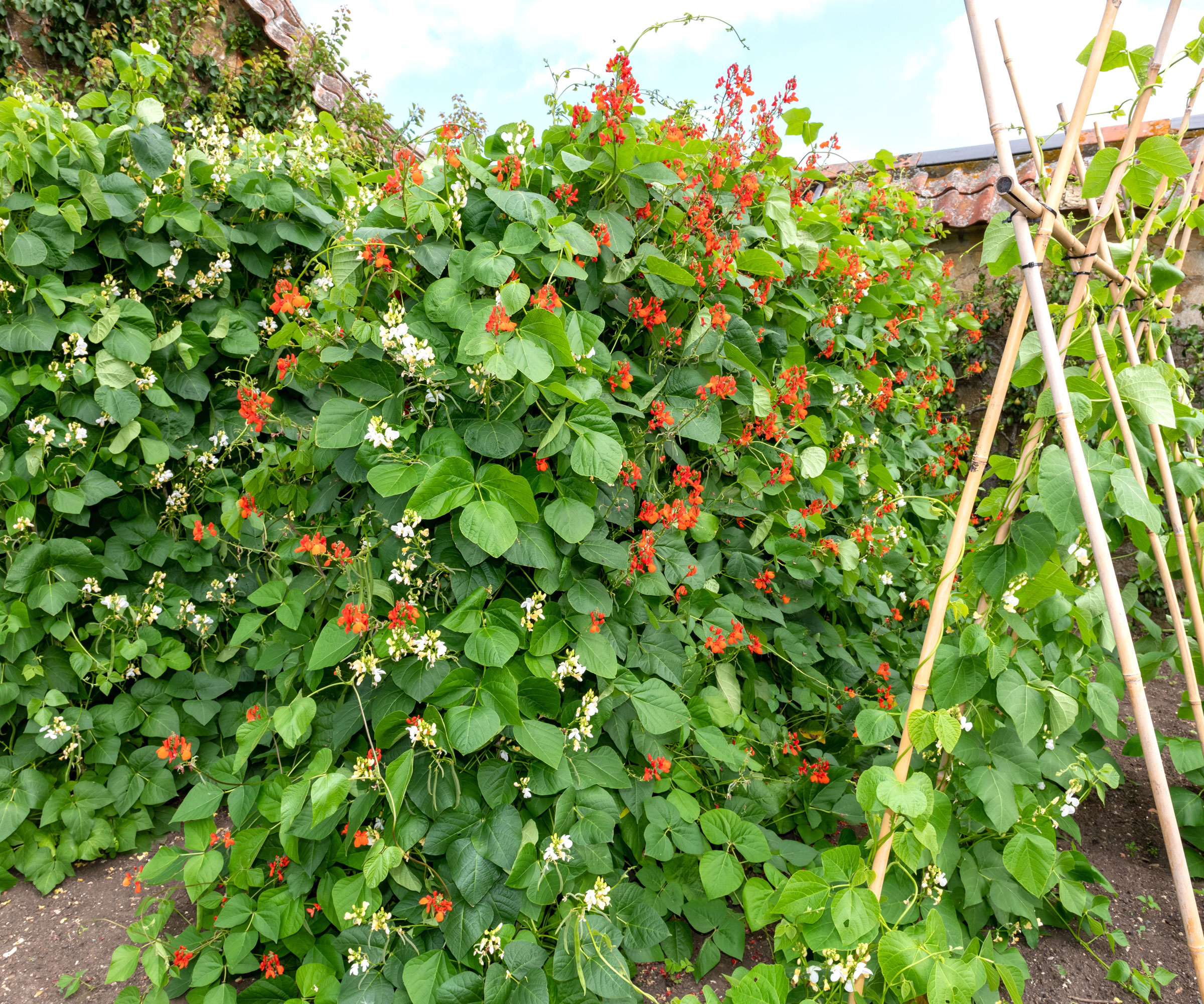 runner beans growing alongside teepee frame in cottage garden