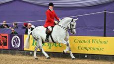Grey cob cantering in the show ring