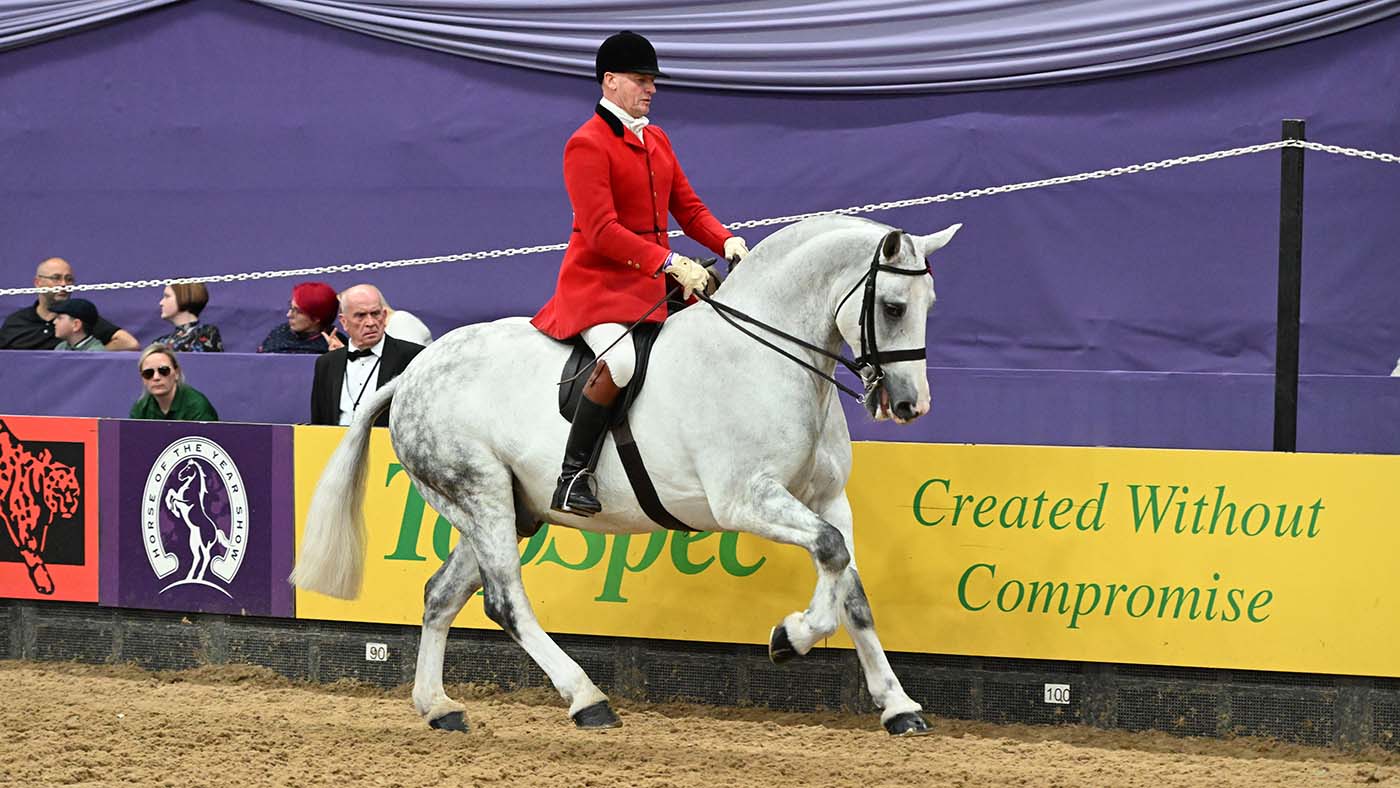 Grey cob cantering in the show ring