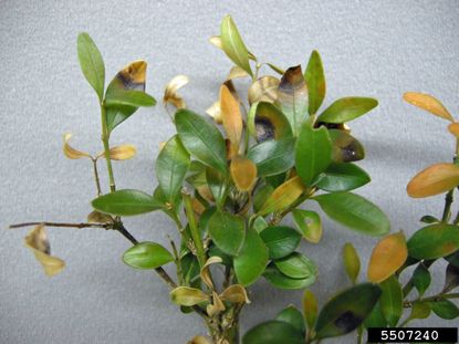 Leaves With Boxwood Blight Fungus