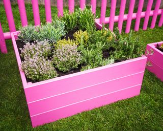 Pink raised garden beds with herbs and vegetables