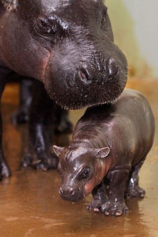 Cute Mother and Baby Animal Pics