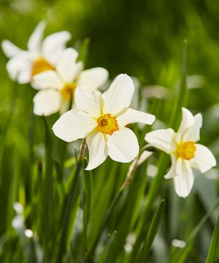 How-to-identify-wildflowers-daffodils
