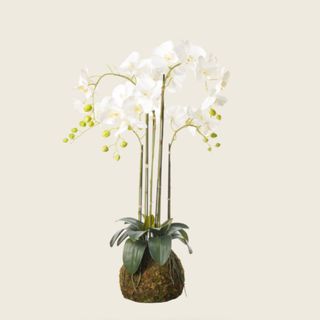 faux orchids from oka