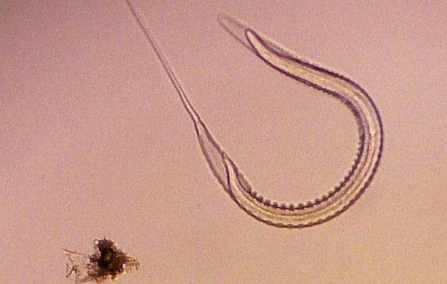 A cyathostomin, or small redworm: this parasite &amp;mdash; here at the infective larval stage which would be ingested by the horse from pasture &amp;mdash; affects almost all grazing horses and is most common in spring