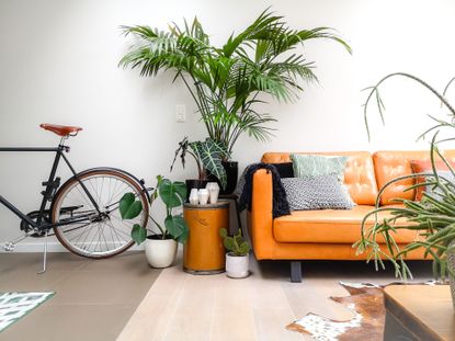 Indoor plants including Kentia Palm