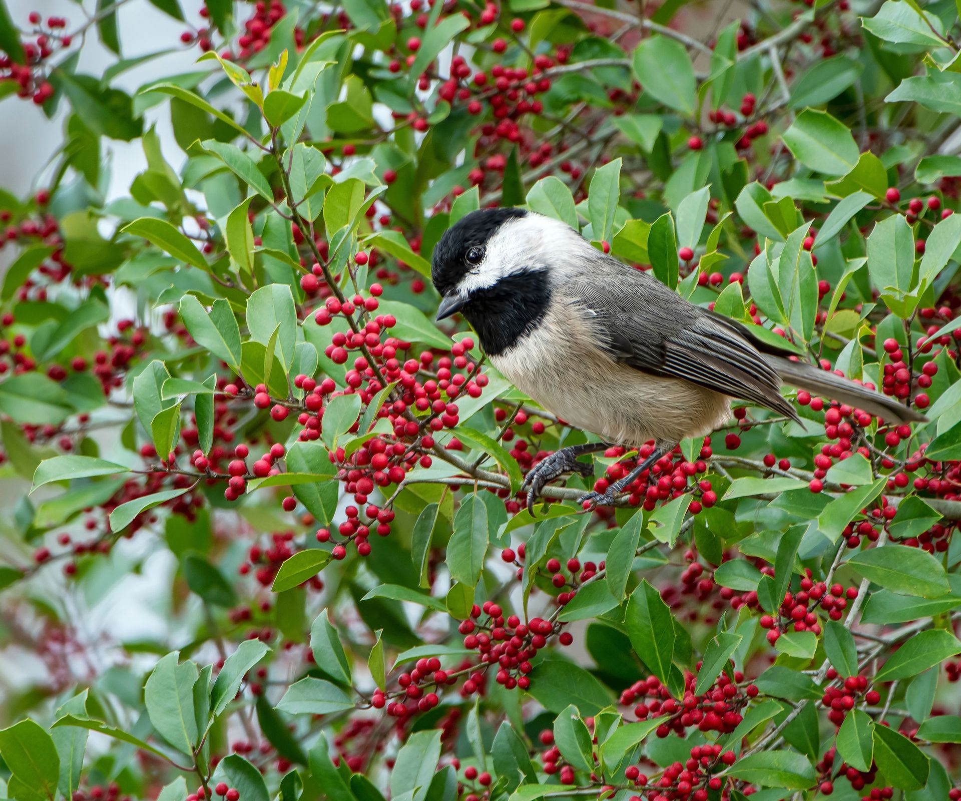 American holly with chickadee