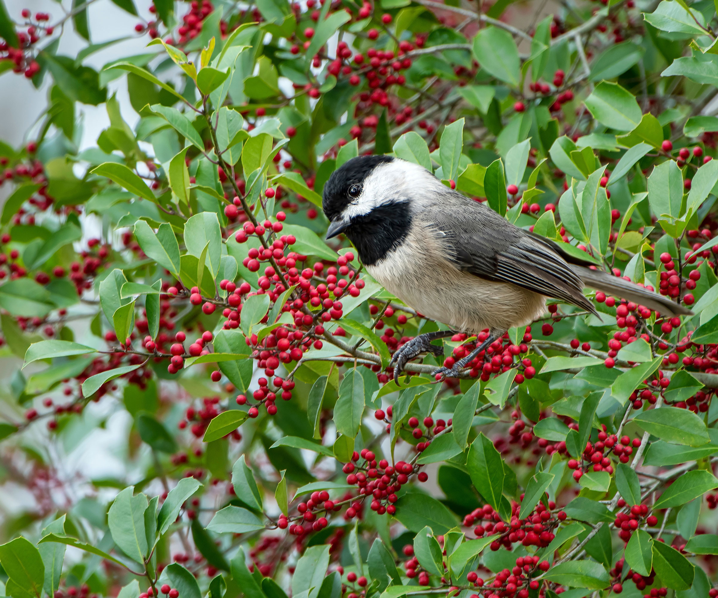 American holly with chickadee