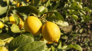 Lemon tree