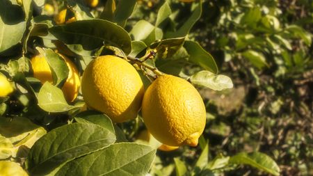 Lemon tree