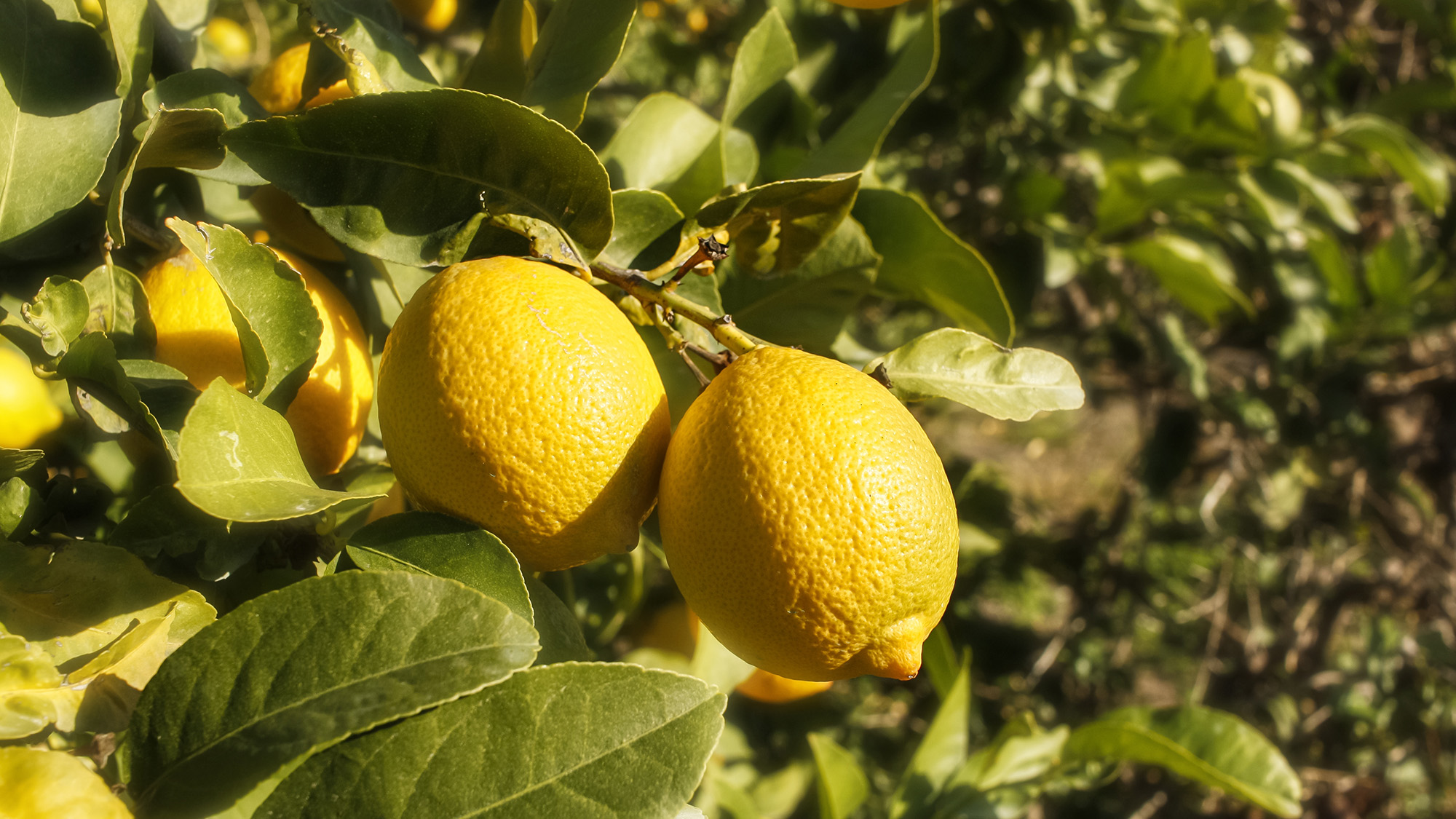 Lemon tree