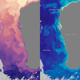 Leeuwin Current off Western Australia