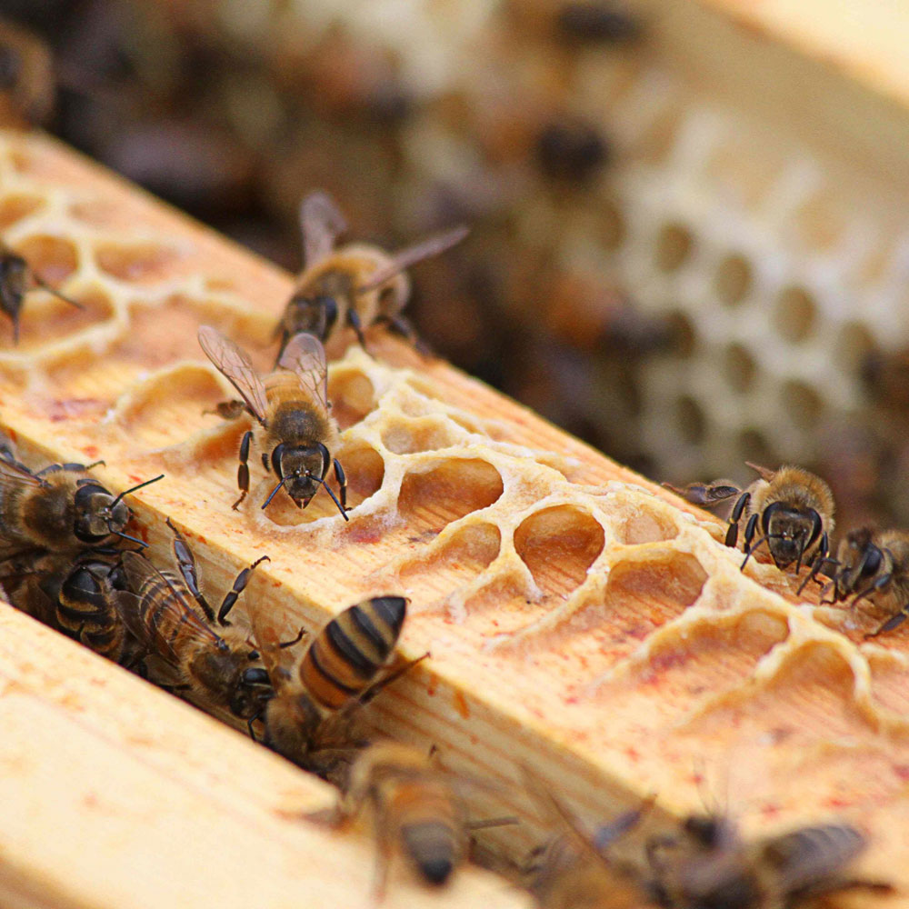 wooden container for bees