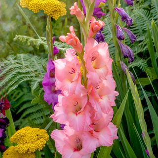 Pink gladiolus in the garden