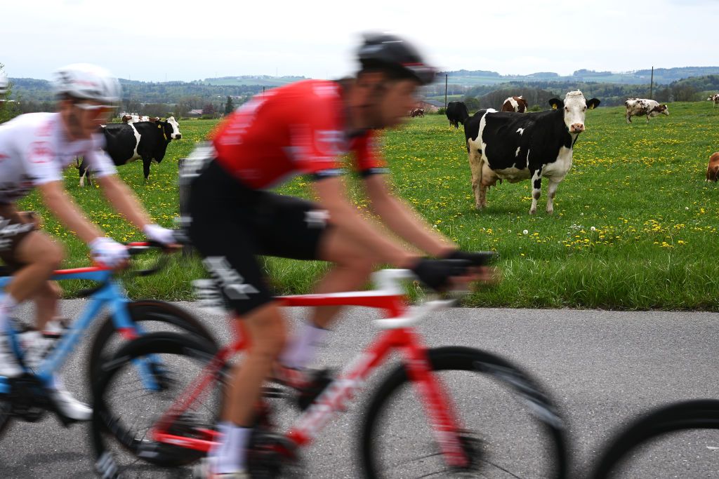 GENVE SWITZERLAND APRIL 30 Cow detail view during the 76th Tour De Romandie 2023 Stage 5 a 1708km stage from VufflenslaVille to Genve UCIWT on April 30 2023 in Genve Switzerland Photo by Dario BelingheriGetty Images