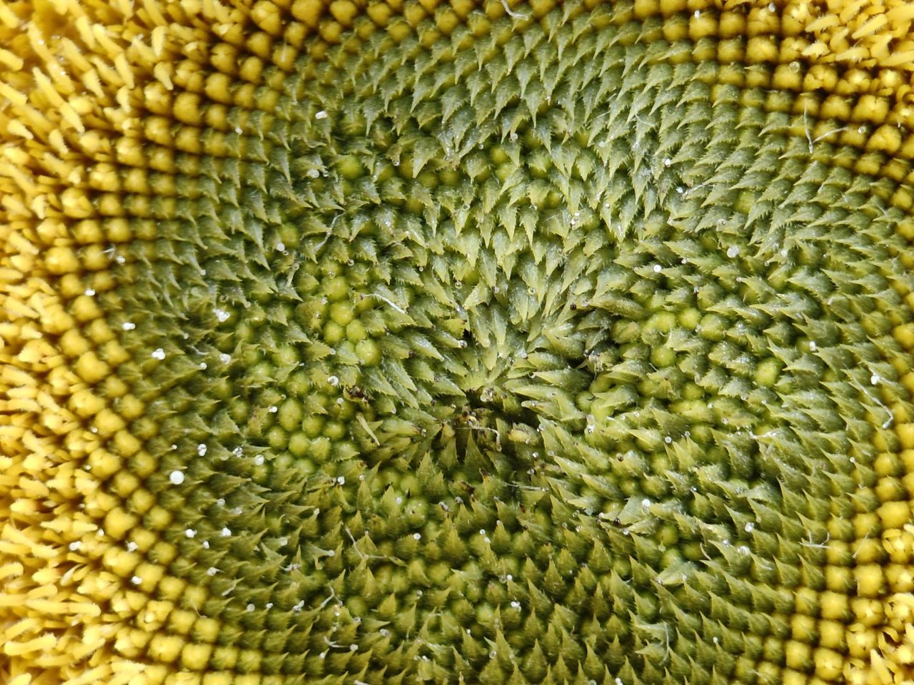 Nothing Phone 3a Pro macro sample.