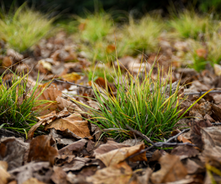 Pennsylvania sedge grass