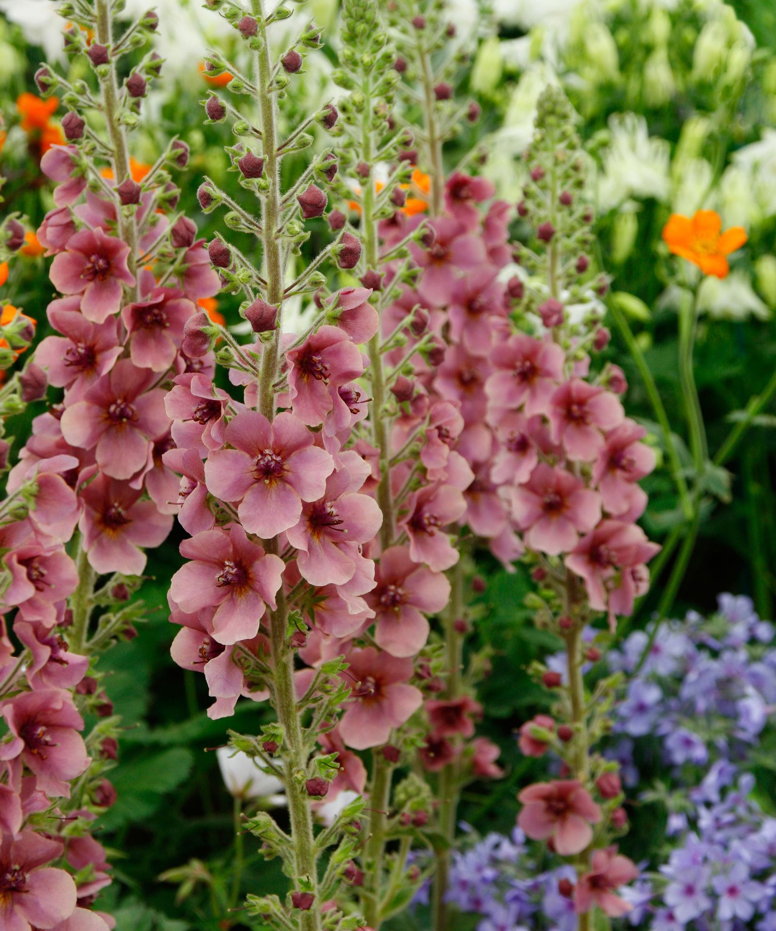 Verbascum varieties: 16 options for bright summer spires | Gardeningetc