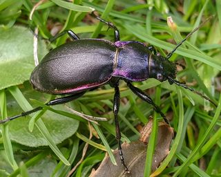 Beneficial beetle: violet ground beetle