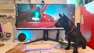 AOC Agon AG405UXC on desk with black dog on right