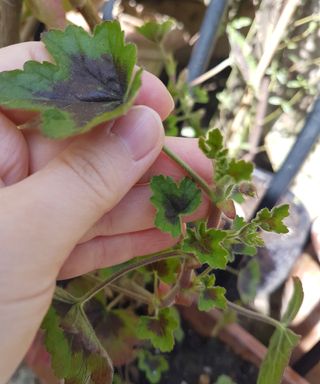 growing geraniums from cuttings