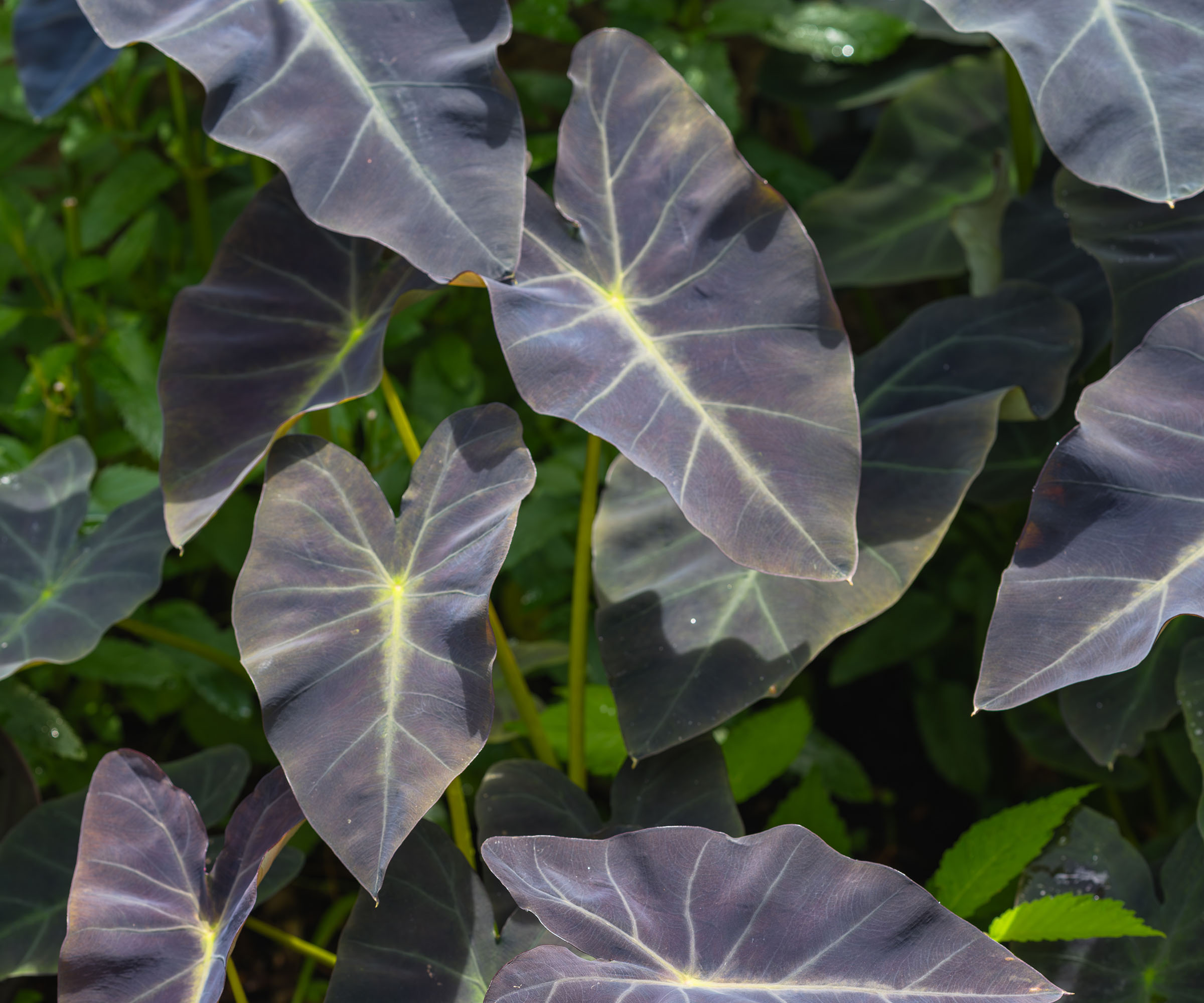 Black elephant ear plant