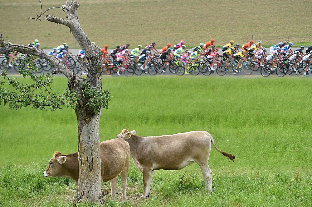 The peloton passes local wildlife at the Tour de Suisse