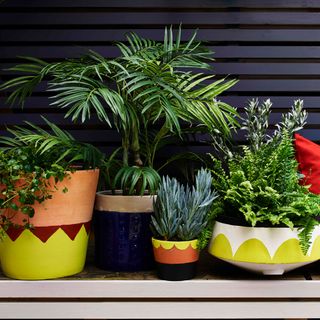 wooden shelves with potted plants and indigo wall