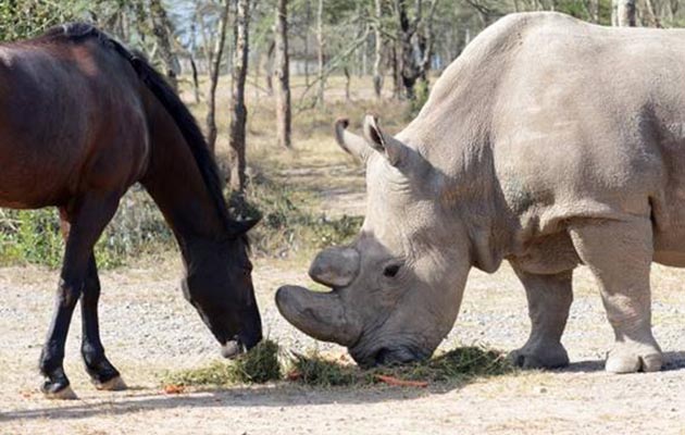 horse-rhino.jpeg