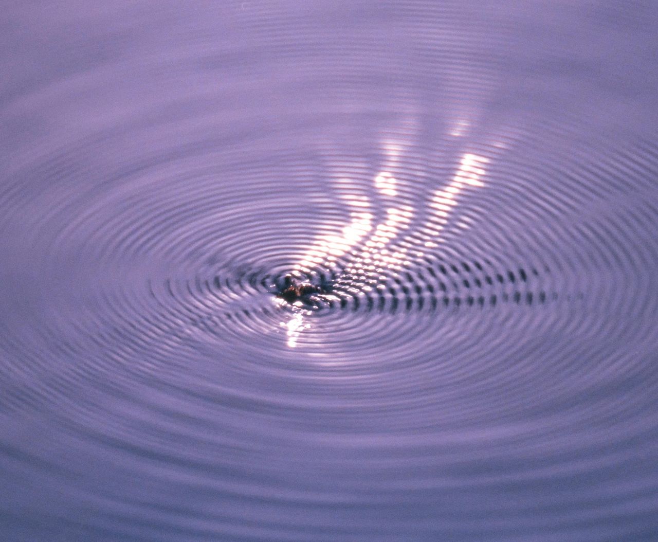 Concentric circles in the water produced by the vibration of the wings of a bee that fell into a puddle. Note the high and low frequency vibrations.