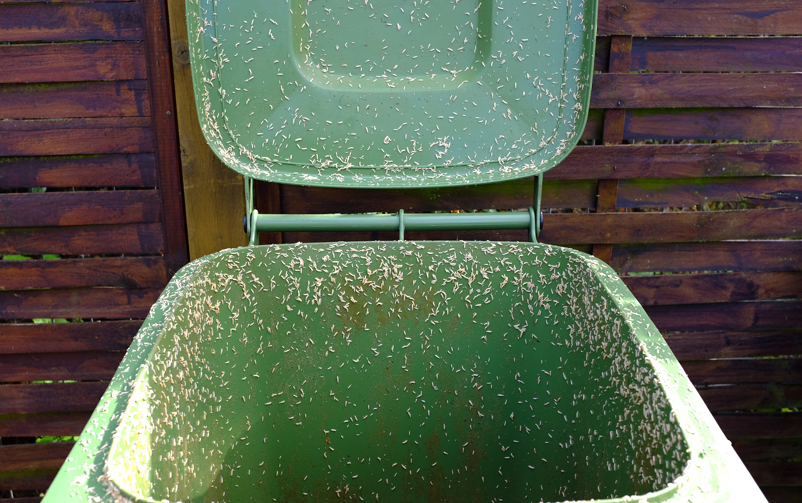 Maggots inside garbage bin