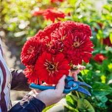 Gardener holds bouquet of freshly cut zinnia flowers