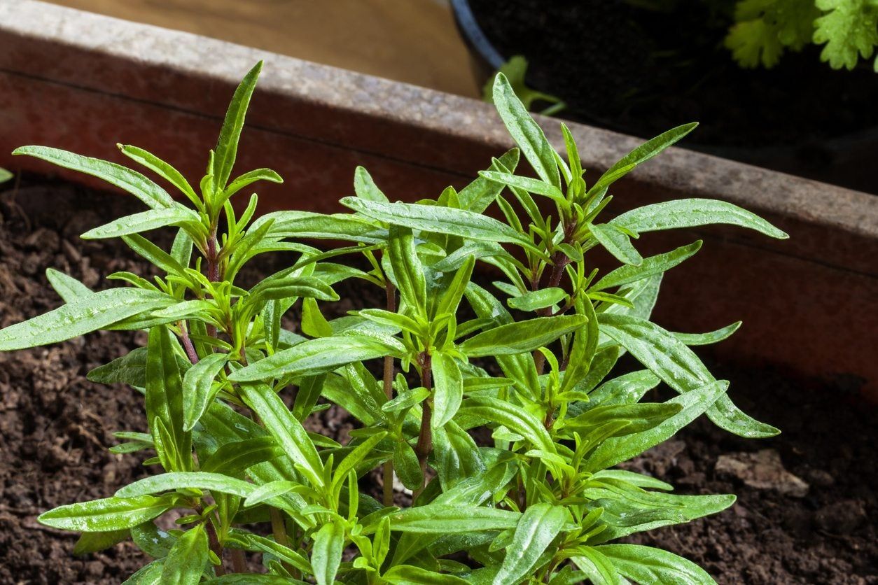 summer savory